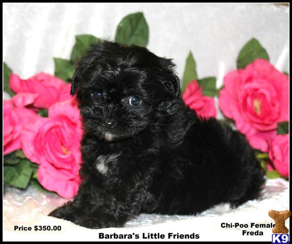 Mixed Breed Puppies